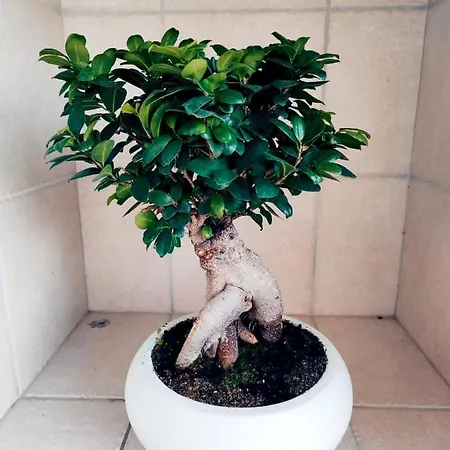 アパート Deluxe Alba ロコロトンド